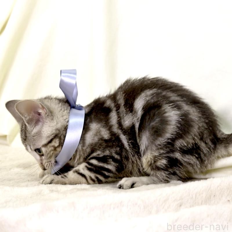 販売中の栃木県のマンチカン-127031の17枚目